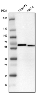 MST2 Antibody in Western Blot (WB)