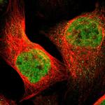 FOXP4 Polyclonal Antibody