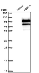 FOXP4 Antibody in Western Blot (WB)