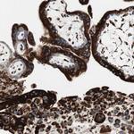 P4HTM Antibody in Immunohistochemistry (Paraffin) (IHC (P))