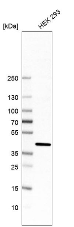 MPI Antibody in Western Blot (WB)