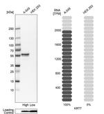 Cytokeratin 7 Antibody