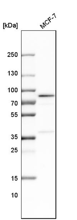 SLC27A4 Antibody in Western Blot (WB)