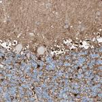 Glutamine Synthetase Antibody in Immunohistochemistry (Paraffin) (IHC (P))