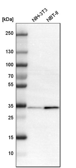 Annexin A4 Antibody in Western Blot (WB)
