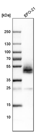 Podoplanin Antibody in Western Blot (WB)