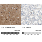 Glutamine Synthetase Antibody in Immunohistochemistry (Paraffin) (IHC (P))