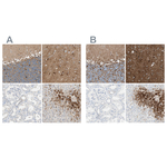 Glutamine Synthetase Antibody in Immunohistochemistry (Paraffin) (IHC (P))