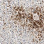 Glutamine Synthetase Antibody in Immunohistochemistry (Paraffin) (IHC (P))