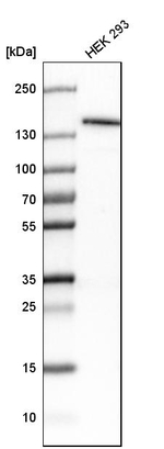 JMJD2A Antibody in Western Blot (WB)