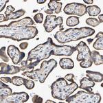 IL18R1 Antibody in Immunohistochemistry (Paraffin) (IHC (P))