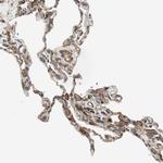 cGKI Antibody in Immunohistochemistry (Paraffin) (IHC (P))