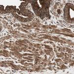 cGKI Antibody in Immunohistochemistry (Paraffin) (IHC (P))