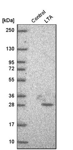 TNF beta Antibody in Western Blot (WB)