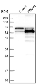 PRMT3 Antibody in Western Blot (WB)