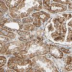 alpha-II Spectrin Antibody in Immunohistochemistry (Paraffin) (IHC (P))