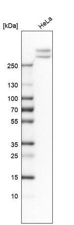 alpha-II Spectrin Antibody in Western Blot (WB)