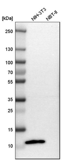 S100A4 Antibody in Western Blot (WB)