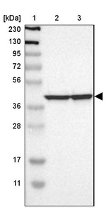 RAP Antibody in Western Blot (WB)