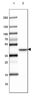 RAP Antibody in Western Blot (WB)