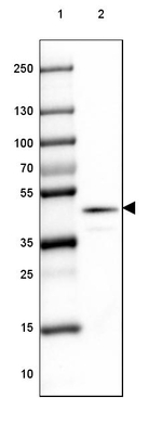 RAP Antibody in Western Blot (WB)