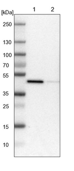 RAP Antibody in Western Blot (WB)
