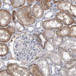 Ankyrin B Antibody in Immunohistochemistry (Paraffin) (IHC (P))