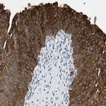 STK40 Antibody in Immunohistochemistry (Paraffin) (IHC (P))