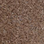 TMEM166 Antibody in Immunohistochemistry (Paraffin) (IHC (P))