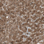 TMEM166 Antibody in Immunohistochemistry (Paraffin) (IHC (P))