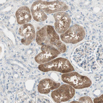 TMEM166 Antibody in Immunohistochemistry (Paraffin) (IHC (P))