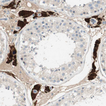TMEM166 Antibody in Immunohistochemistry (Paraffin) (IHC (P))