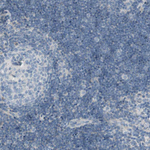 TMEM166 Antibody in Immunohistochemistry (Paraffin) (IHC (P))