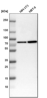 alpha Internexin Antibody in Western Blot (WB)