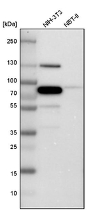 Caldesmon Antibody in Western Blot (WB)