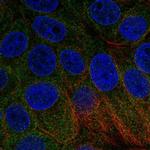 BNIP1 Polyclonal Antibody