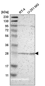 BNIP1 Antibody in Western Blot (WB)
