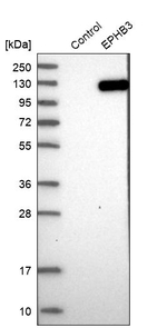 EphB3 Antibody in Western Blot (WB)