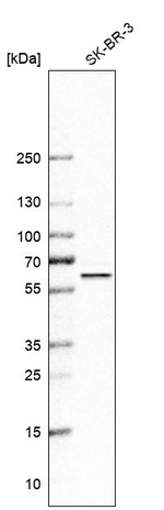OXSR1 Antibody in Western Blot (WB)