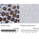 MUC5B Antibody