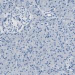 MUC5B Antibody in Immunohistochemistry (Paraffin) (IHC (P))