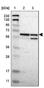 RhoGAP Antibody in Western Blot (WB)