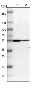 RhoGAP Antibody in Western Blot (WB)