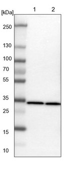 ARPC2 Antibody in Western Blot (WB)