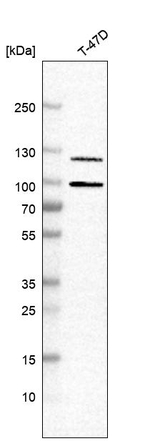 Progesterone Receptor Antibody in Western Blot (WB)