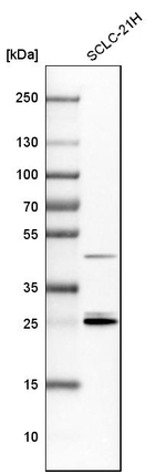 14-3-3 epsilon Antibody in Western Blot (WB)