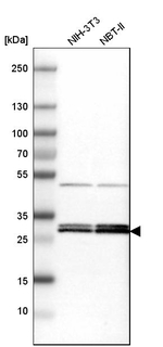 14-3-3 epsilon Antibody in Western Blot (WB)