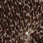 HGK Polyclonal Antibody