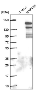 HGK Antibody in Western Blot (WB)