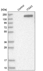 ITGA3 Antibody in Western Blot (WB)
